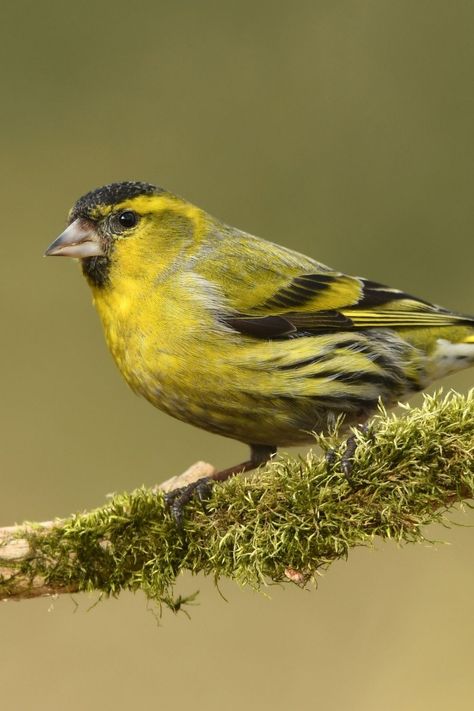 Uk Birds, Yellow Finch, Alder Tree, Wood Pigeon, Siskin, Painting Birds, Chaffinch, Common Birds, British Birds