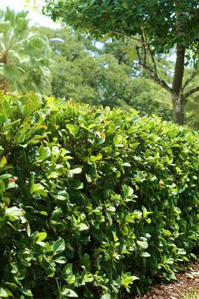 Viburnum Suspensum - Cherrylake Viburnum Suspensum, Georgia Landscaping, Fast Growing Pine Trees, Hedges Landscaping, Backyard Plants, Farmhouse Landscaping, Cedar Creek, Gardening 101, Native Garden