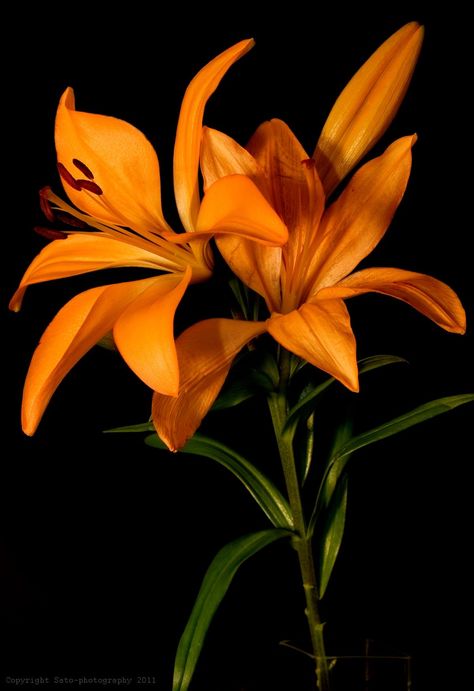 Orange Lily Flower, Orange Lilies, Fleur Orange, Beautiful Flowers Photography, Arte Van Gogh, Nothing But Flowers, Flower Therapy, Arte Inspo, Arte Floral