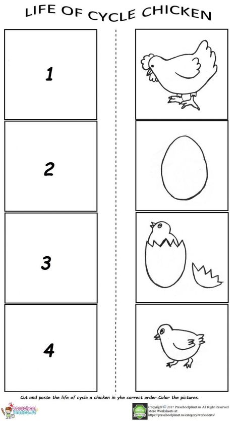 life of cycle worksheet Chicken Life Cycle Activities, Life Cycles Kindergarten, Life Cycle Of A Chicken, Plant Life Cycle Worksheet, Life Cycles Preschool, Chicken Life Cycle, Life Cycle Craft, Animal Life Cycles, Life Cycles Activities