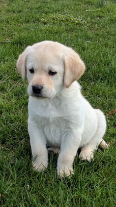 Labrador Retriever Puppies for Sale | Lancaster Puppies Labrador Noir, Lancaster Puppies, Retriever Puppies, Labrador Retriever Puppies, Labrador Retrievers, Lab Puppies, Labrador Puppy, Labrador Dog, Puppy Breeds