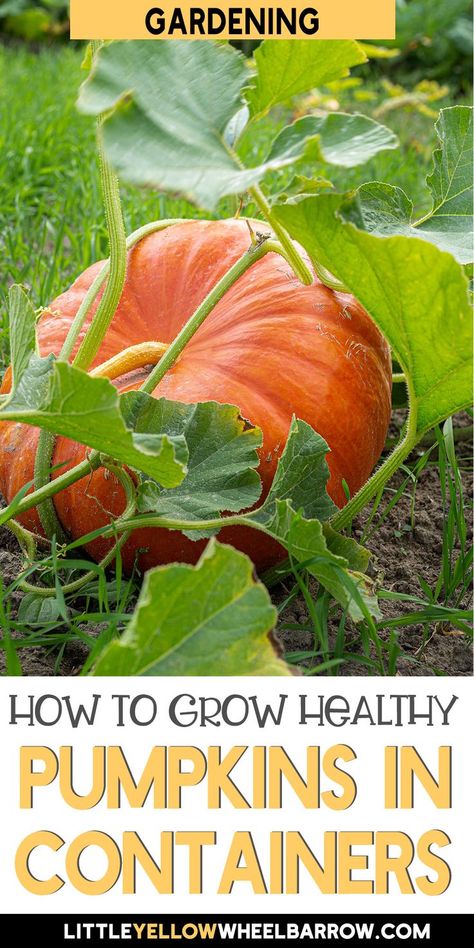 How To Grow Pumpkin In Containers, Planting Pumpkins In Pots, Grow Pumpkins In Containers, Growing Pumpkins In Pots, Pumpkins In Pots, Planting Pumpkins In Garden, Growing Pumpkins From Seeds In Containers, Pumpkins In Raised Beds, Pumpkin Container Garden