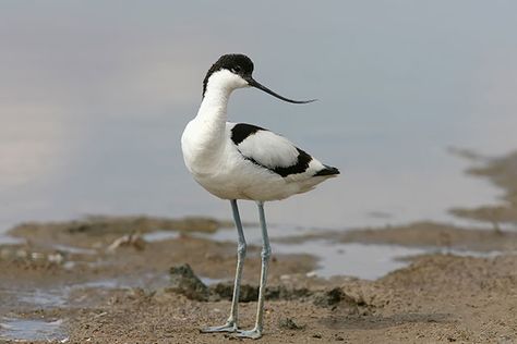 Avocet Bird, American Avocet, Alphabet Animals, Shore Birds, Big Birds, Nature Journaling, Bird Identification, British Birds, World Birds