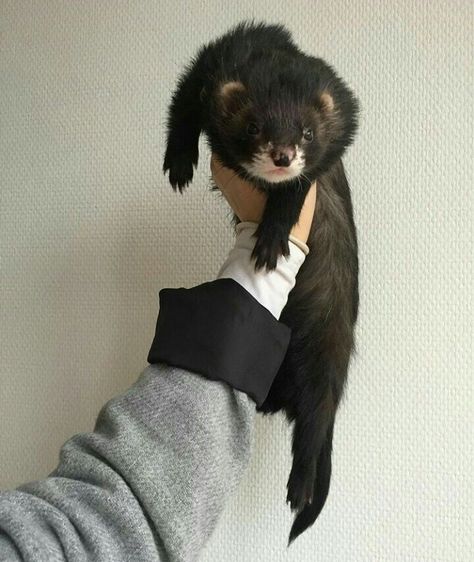 Black Ferret Aesthetic, Black Ferret, Custom Camaro, Funny Ferrets, Pet Ferret, Cute Ferrets, Ferret, Creature Concept, Cute Little Animals