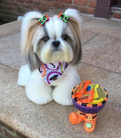 14 Photos of Shih Tzu That Will Melt Your Heart Shitzu Dogs Haircuts, Shih Tzu Hair Styles, Puppy Haircut, Shih Tzu Haircuts, Perro Shih Tzu, Chien Shih Tzu, Shitzu Dogs, Shih Tzu Grooming, Dog Grooming Styles