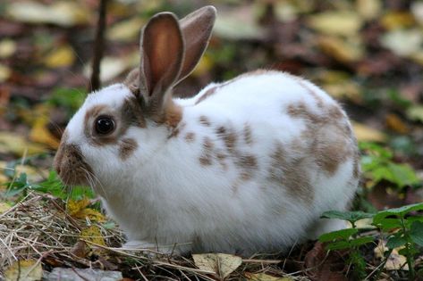 Pretty bunny, brown spots. English Spot Rabbit, Mini Rex Rabbit, Outdoor Rabbit Hutch, Happy Rabbit, Pet Rabbits, Female Rabbit, Rabbit Life, Rabbit Breeds, Large Rabbits