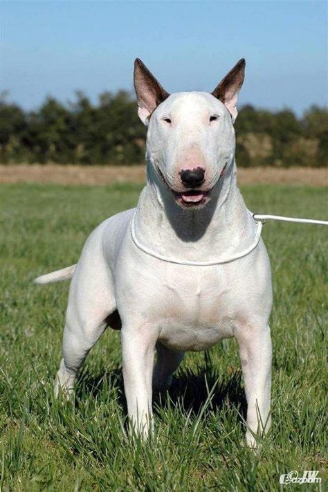 Perfect Profile Picture, Puppy Pfp, Bull Terrier Tattoo, Bull Terrier Funny, British Bull Terrier, Kangal Dog, Mini Bull Terriers, Tattoo Animal, Unique Dog Breeds