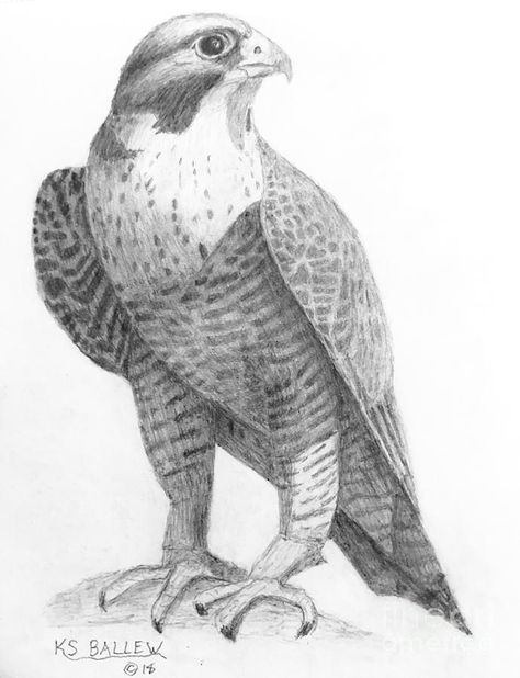 Falcon Drawing Reference, Falcon Drawing Easy, Falcon Sketch, Falcon Reference, Falcon Line Art, Egyptian Falcon Drawing, Peregrine Falcon Drawing, Falcon Drawing, Bird Of Prey Tattoo