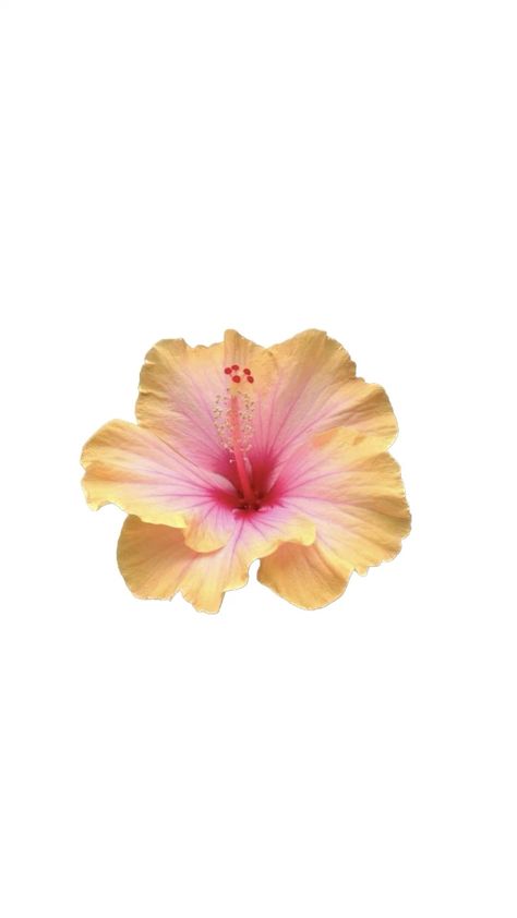 Hibiscus Flower Wallpaper Aesthetic, Wallpaper Cantik Iphone, Wallpaper Homescreen, Cute Summer Wallpapers, Yellow Hibiscus, Flower Icons, Summer Icon, Japon Illustration, Iphone Wallpaper Photos