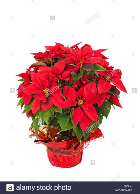 Navidad Natural, Christmas Plant, Planter Cover, Poinsettia Plant, Christmas Plants, Red Poinsettia, Red Petals, Pink Plant, Christmas Poinsettia