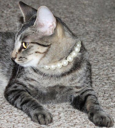 Cat Pearl Necklace #cat #catcollar #catnecklace #catpearls Dog Pearl Necklace, Pet Meds, Dog Pearls, Animal Humour, Cat Fashion, Cat Aesthetic, Cute Cats And Kittens, Cute Animal Pictures, Pretty Cats