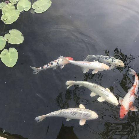 A Pond, The Pond, Koi Fish, Koi, Lily, Swimming, Fish, Japan, Water