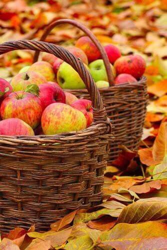 Ranch Garden, Fall Apples, Autumn Colours, Apple Harvest, Apple Orchard, Harvest Time, Fabulous Fall, Apple Picking, Autumn Beauty