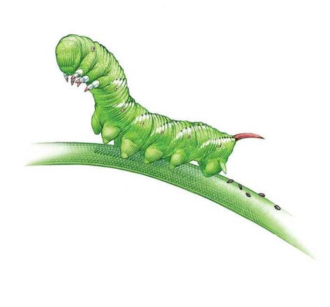 Tomato Hornworm, Slugs In Garden, Organic Insecticide, Squash Bugs, Cucumber Beetles, Organic Pesticide, Best Pest Control, Organic Pest Control, Japanese Beetles