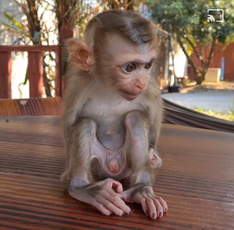 Baby Monkey For Sale, Monkeys For Sale, Baby Monkeys, Baby Monkey, Cute Funny Animals, Monkeys, Animals And Pets, Baby Animals, Funny Animals