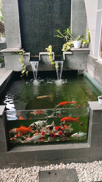 House Fish Pond, Koi Fish Pond Inside House, Koi Fish Tank Indoor, Fishpond Ideas, Diy Koi Pond, Fish Pond Ideas, Pond Design Ideas, House Pond, Koi Pond Backyard