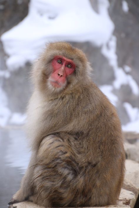 Japanese snow monkeys are famous for hanging out in the host springs to warm up in winter! Snow Monkeys Japan Drawing, Japanese Snow Monkeys, Snow Monkeys Japan, Japan Monkey, Japanese Snow, Japanese Monkey, Monkey Species, Japan With Kids, Snow Monkeys