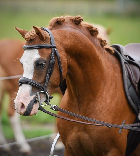 Pony Tack, Total Abs, Welsh Pony, Barrel Racing, Dressage, Chestnut, Equestrian, Horses, Media