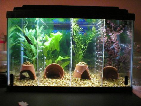 How-To-Make-A-Divided-Tank-For-Betta-Fish Aquarium Furniture, Diy Aquarium Decor, Room Aquarium, Tanaman Air, Ikan Air Tawar, Cool Fish Tanks, Diy Fish Tank, Betta Aquarium, Betta Fish Care