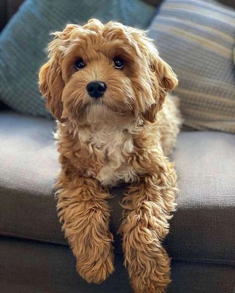 Havanese Poodle Mix Puppies, Toy Cavapoo Full Grown, Mini Cavapoo Full Grown, Cute Cavapoo Puppies, Red Cavapoo Full Grown, Cavapoo Haircut Styles Teddy Bear, Cavapoo Puppies Full Grown, Cavoodle Fully Grown, Golden Cavapoo