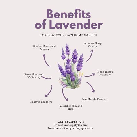 Discover the endless benefits of lavender with our latest article! From soothing stress and promoting better sleep to nourishing skin and hair, lavender is nature's multitasking marvel. Dive into the world of lavender and unlock its secrets for a happier, healthier you! 🌿💜 #LavenderBenefits #NaturalRemedies #SelfCare" Read more - https://innerserenitystyle.blogspot.com/2024/04/benefitsoflavender.html Lavender Health Benefits, Lavender Quotes, Lavender Oil For Hair, Benefits Of Lavender, Herbal Garden, Lavender For Sleep, Lavender Benefits, Medical Herbs, Naturopathic Medicine