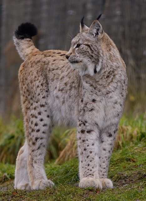 European Lynx ~ Explore | Its of course a captive one sadly,… | Flickr Majestic Cats, Exotic Cats, Pretty Animals, Majestic Animals, Cheetahs, Racoon, Lynx, Animal Photo, Beautiful Cats