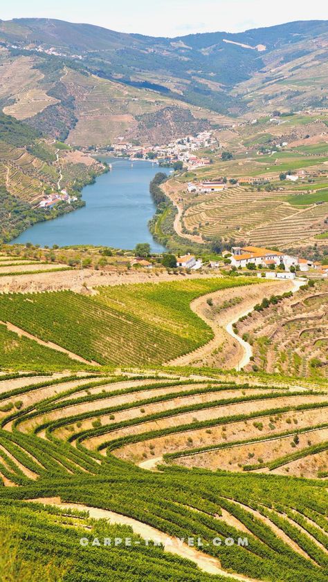 Porto Wine, Douro Valley Portugal, Day Trips From Lisbon, Portugal Porto, Places In Portugal, Biomechanical Tattoo, Douro Valley, Visit Portugal, Natural Park