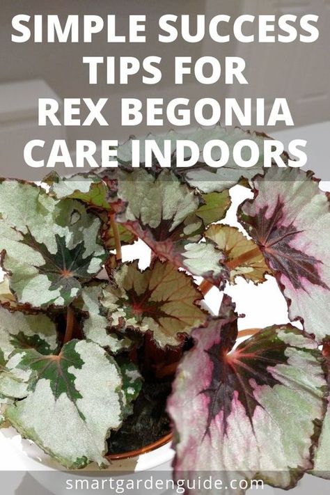 Rex begonia care indoors. Rex begonias make wonderful houseplants. They can be a little tricky, but I've written an article on smartgardenguide.com to make things simple and help you grow this fantastic plant. Rex Begonia Care, Begonia Care, Rex Begonias, Indoor Gardening Supplies, Rex Begonia, Plant Care Houseplant, Inside Plants, Smart Garden, Indoor Plant Care