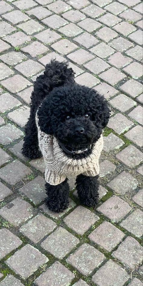 Black Toy Poodle Haircut Styles, Puddle Haircut, Mini Puddle Dog, Black Maltipoo Haircut Styles, Toy Puddle Puppies, Mini Poodles Black, Black Mini Goldendoodle, Mini Toy Poodle, Black Poodle Puppy