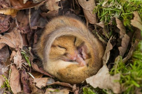 The rare hazel dormouse Country Life Magazine, Danny Green, British Wildlife, Cute Photography, Cute Animal Pictures, Hamsters, British Isles, Animal Tattoos, Life Magazine