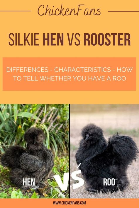 Silkies are a favorite pet chicken for many chicken owners with small children. They are friendly and sweet, and even roosters are very docile and sociable. If you plan on keeping a Silkie rooster, there are some things to remember. Let's find out! Silkie Hens Vs Roosters, Silkie Chickens Coop Ideas, Silkie Chickens Baby, Silkies Chickens, Silkie Chickens Coop, Silkie Chickens Colors, Silkie Rooster, Silkie Hen, Silkie Bantam