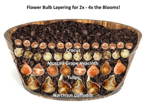 Bulb Lasagna Container Garden, Flower Bulb Lasagna, Spilled Wheelbarrow Planter Ideas, Lasagna Bulb Planting, Bulb Layering, Barrel Illustration, Bulb Garden, Barrel Flowers, Flower Bulb