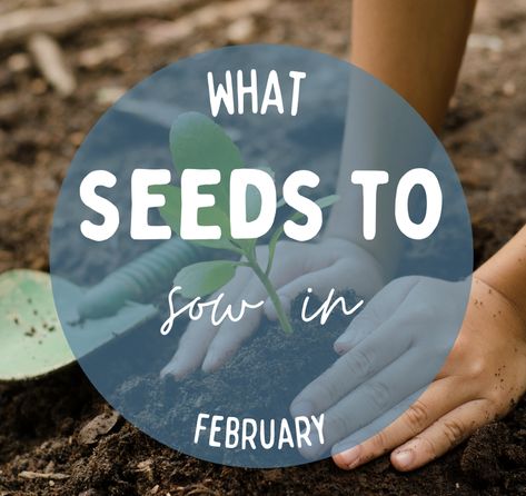 Are you wanting to know what seeds to sow in February in the allotmemt and garden? Find out here #february #seeds #whattosow #whattoplantinfebruary Seeds To Plant In February, What To Plant In February, Gooseberry Bush, Artichoke Plants, Blackberry Plants, Heating A Greenhouse, Rooting Roses, Winter Gardening, Early Spring Flowers