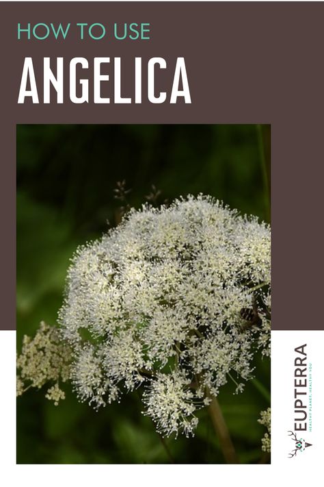 Angelica Herb Uses, Angelica Herb, Angelica Flower, Angelica Archangelica, Herb Growing, Flavored Alcohol, Diy Herbal Remedies, High Fever, Natural Healing Remedies