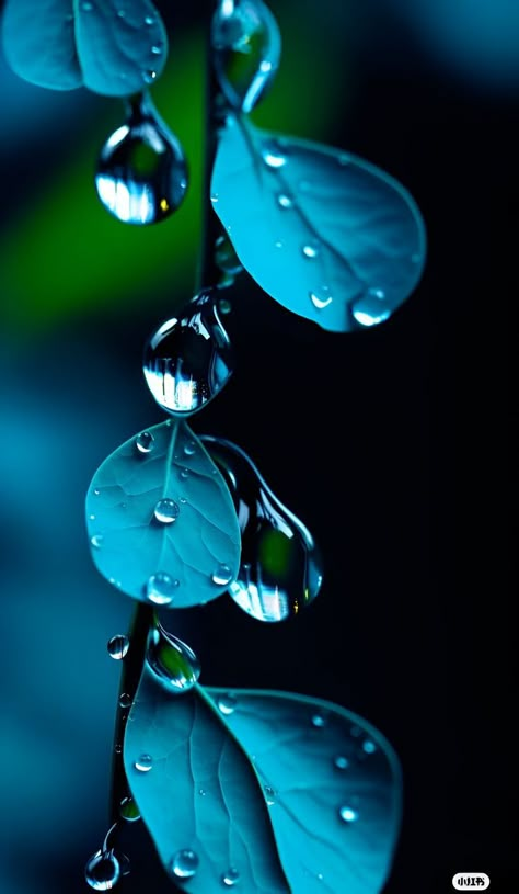 Dew Drops Aesthetic, Zoom Wallpaper, Iphone Wallpaper Lights, Iphone Wallpaper Stills, Iphone Wallpaper Aesthetic, Lovely Flowers Wallpaper, Floral Wallpaper Phone, Lord Voldemort, Simple Iphone Wallpaper