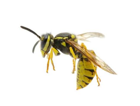 Yellow jackets are easily provoked, meaning you'll want to know how to keep yellow jackets away. Killing Wasps, Yellow Jacket Bee, Wasp Tattoo, Yellow Jacket Wasp, Ninja Turtle Pumpkin, Pumpkin Tattoo, Couple Halloween Costumes For Adults, Pirate Halloween Costumes, Bees And Wasps