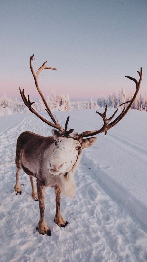 Finland Vibe Reindeer Photography, Call Of The Wild, Ready For Christmas, Merry Christmas To All, Forest Friends, Travel Photo, Winter Wonder, Santa And Reindeer, Sweet Animals