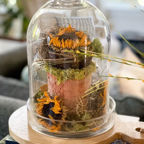 DIY forge Cloche  for fall using Items from your yard. Dried Sunflowers and moss in a terracotta pot. Grapevine Pumpkin, Dried Sunflowers, Cloche Decor, Fall Centerpieces, Hydrangea Bloom, Fall Vignettes, Fall White, White Lilac, Fall Arrangements