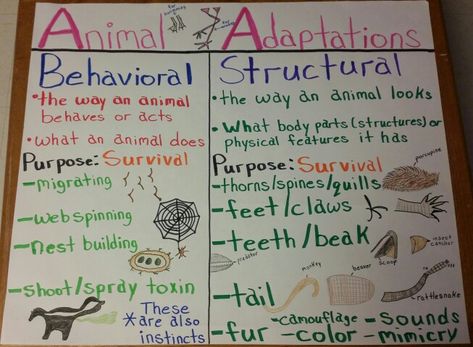 Animal Adaptations Anchor Chart                                                                                                                                                                                 More Plant Adaptations Anchor Chart, Animal Adaptations Anchor Chart, Adaptations Anchor Chart, Plant Adaptations, Fourth Grade Science, Science Anchor Charts, Second Grade Science, 7th Grade Science, Animal Adaptations