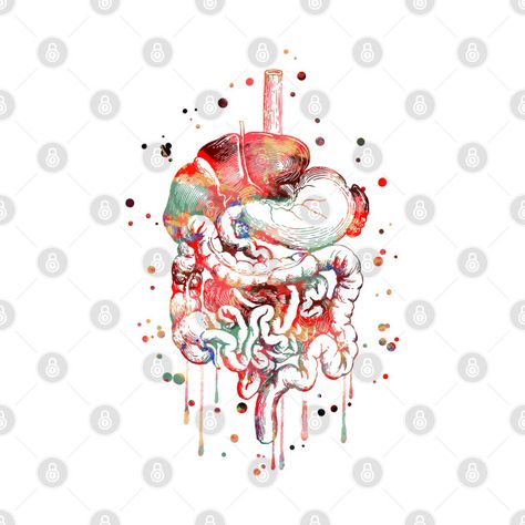 Check out this awesome 'Digestive+system' design on @TeePublic! Digestive System Anatomy, Anatomy Posters, Clinic Decor, Human Organs, Medical Office Decor, Gastrointestinal Tract, Medical Art, Medical Office, Body Anatomy