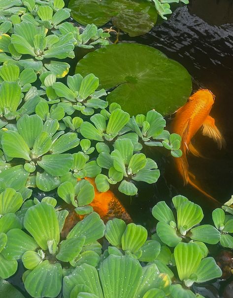 Green Fish Aesthetic, Green Pond Aesthetic, Koi Fish Pond Aesthetic, Fish Pond Aesthetic, Koi In Pond, Pond Creatures, Aesthetic Pond, Fish In Pond, Pond Aesthetic