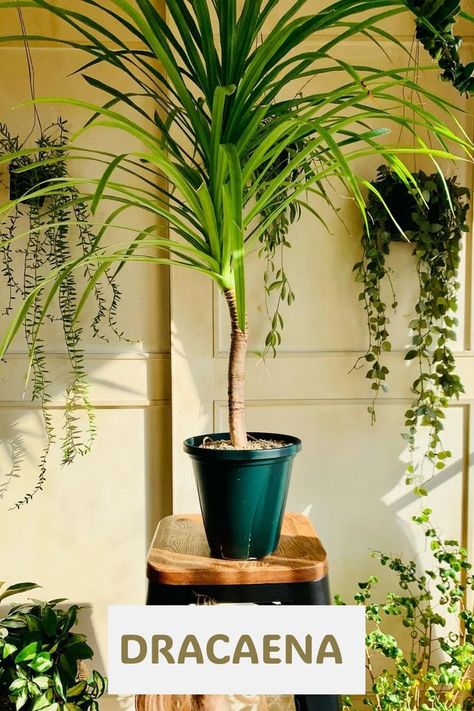 Dracaena, known for its upright, sword-like leaves and striking varieties, is a popular and resilient indoor plant. Enthusiasts value its unique foliage, air-purifying capabilities, and adaptability to different environments, adding a touch of greenery to homes or offices. Explore our guide for expert insights on care tips, styling techniques, and transforming living spaces with the diverse and vibrant beauty of this versatile plant. Photo Credit: @maria_ai_eye Dracaena Care, Dracaena Plant Care, Dracaena Fragrans, Dracaena Marginata, Dracaena Plant, Leaf Patterns, Air Purifying, Indoor Plant, Plant Care