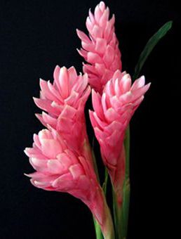 Bright Pink & Black Pink Ginger Flower, Ginger Flowers, Torch Ginger, Pink Ginger, Ginger Plant, Ginger Flower, Pink Plant, Anemone Flower, Plant Roots