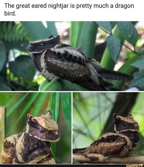 Great Eared Nightjar, Dragon Bird, A Frog, Animal Sketches, A Dragon, Cute Creatures, Animal Photo, Cute Little Animals, Pretty Much