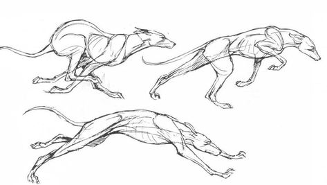 Running Drawing, Running Illustration, Racing Dogs, Fox Running, Running Art, Dog Anatomy, Dog Animation, Stick Figure Drawing, Fennec Fox