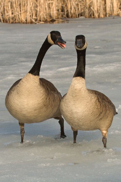 Canada geese mate for life! Canadian Geese, Canada Geese, Magical Nature, Canadian Wildlife, Canadian Goose, Nature Tour, O Canada, Kinds Of Birds, Duck Hunting