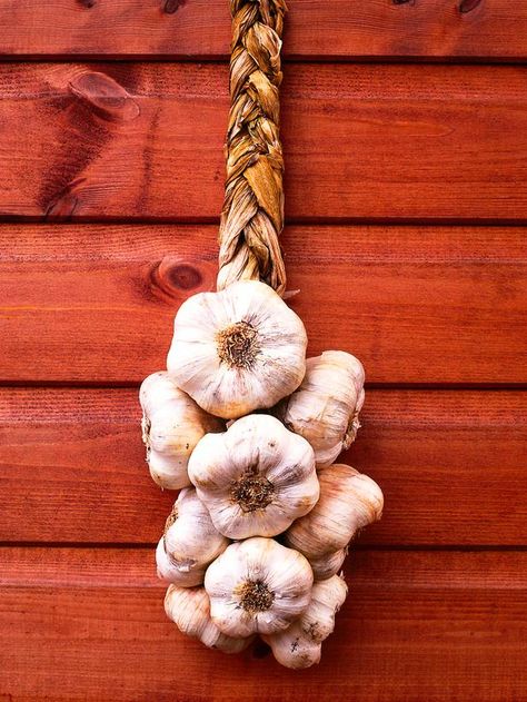 Growing Garlic Grow Garlic, Garlic Bulbs, Planting Garlic, Hgtv Garden, Vegetable Garden Tips, Growing Garlic, Garden Veggies, Veggie Garden, Growing Food