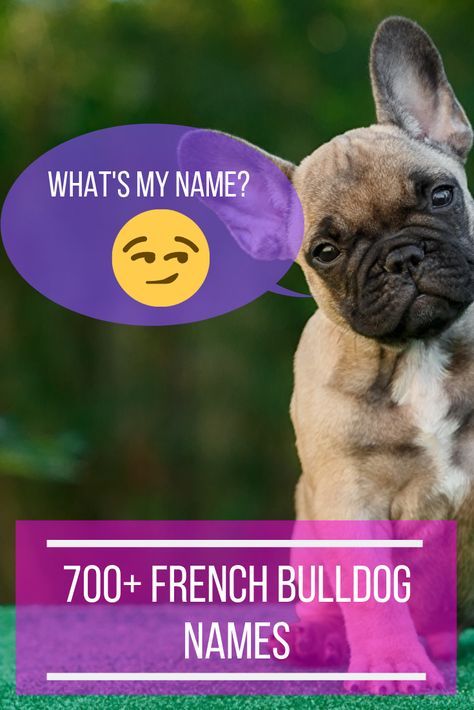 If you are looking for French Bulldog names, look no further. Click the image 👈🏻👈🏻 for an extensive list to name your new Frenchie, it’s alphabetical and divided into male and female French Bulldog names. French Bulldog Names Girl, French Dog Names, Frenchie Bulldog Puppy, Female French Bulldog, Frenchie Pug, Brindle French Bulldog, Grey French Bulldog, Merle French Bulldog, French Bulldog Names