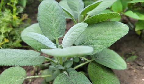 methods. Sage Types And Uses, How To Preserve Fresh Sage, Ways To Use Fresh Sage, Sage Varieties, Growing Sage From Seed, Types Of Sage, Dry Sage, Preserving Herbs, Sage Plant