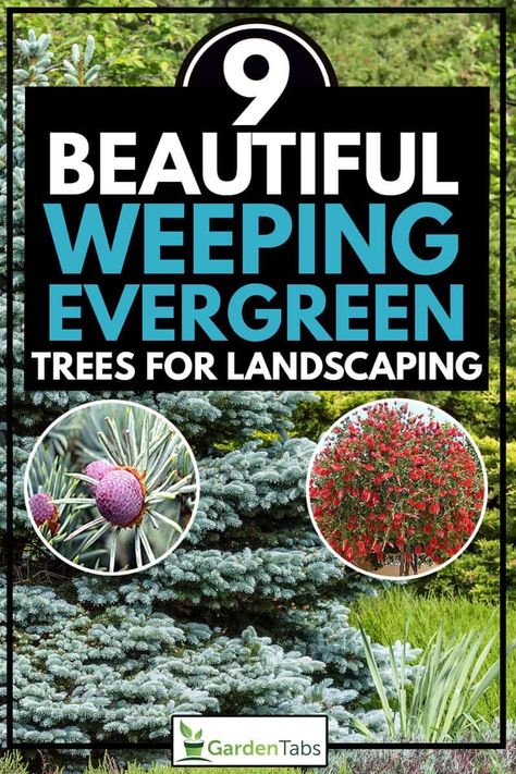 Weeping Evergreen Trees, Weeping Evergreen, Trees For Landscaping, Weeping Trees, Hydroponic Gardening, Evergreen Trees, Outdoor Venues, Indoor Garden Ideas, Perfect Garden